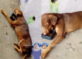 Cachorro morre e cadela fica gravemente ferida após abandono em viaduto de Manaus