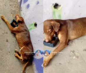 Cachorro morre e cadela fica gravemente ferida após abandono em viaduto de Manaus