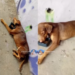 Cachorro morre e cadela fica gravemente ferida após abandono em viaduto de Manaus