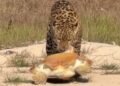 Onça-pintada surpreende ao arrastar tartaruga gigante em praia de Rondônia; veja o registro