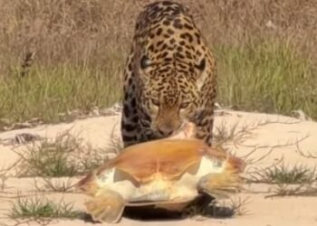Onça-pintada surpreende ao arrastar tartaruga gigante em praia de Rondônia; veja o registro
