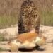 Onça-pintada surpreende ao arrastar tartaruga gigante em praia de Rondônia; veja o registro