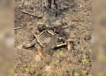 Ossada humana amarrada é achada em área de incêndio em Iranduba