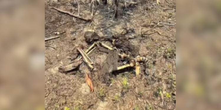 Ossada humana amarrada é achada em área de incêndio em Iranduba